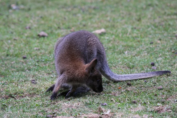 Bennett wallaby, kangoeroe — Stockfoto