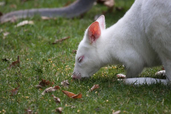 stock image Bennett Wallaby, Kangaroo