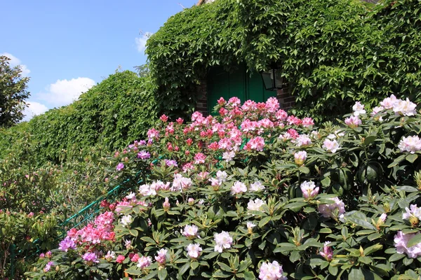 Spring flowers in a garden — Stock Image Spring flowers in a garden Royalty Free Stock Images