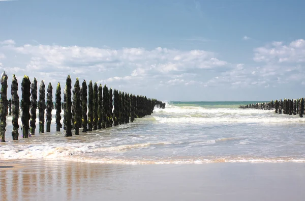 Mer de moules sur la côte d'opale en France — Photo