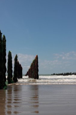 opal Fransa'nın kıyısında deniz midyesi