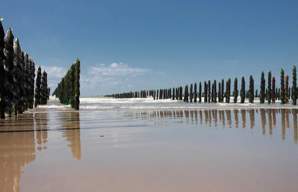 Stock image Mussel sea on the coast of opal in France