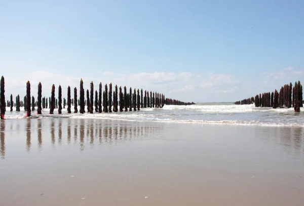 Mejillón mar en la costa de ópalo en Francia —  Fotos de Stock