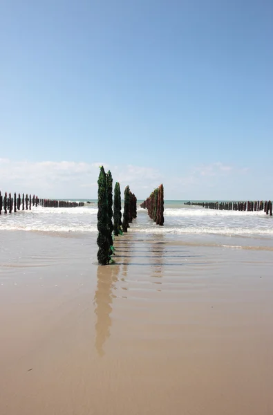 Mar de mexilhão na costa da opala em França — Fotografia de Stock