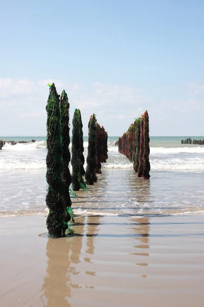 Mar de mexilhão na costa da opala em França — Fotografia de Stock