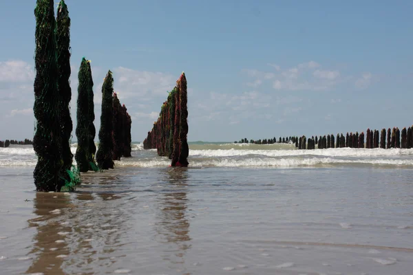 Omułek morza na wybrzeżu Opal we Francji — Zdjęcie stockowe