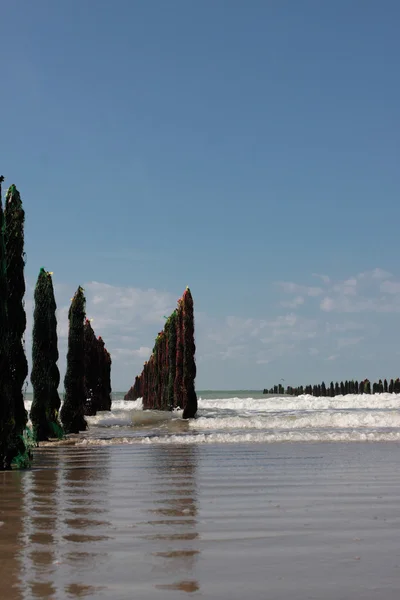 Mussla havet vid kusten i opal i Frankrike — Stockfoto