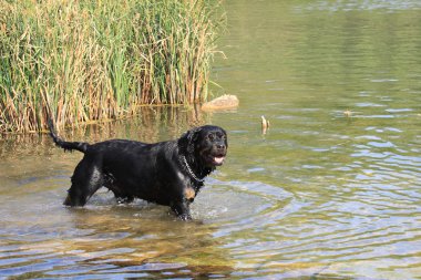 Femelle rottweiler jouant dans l'eau Roger rivi