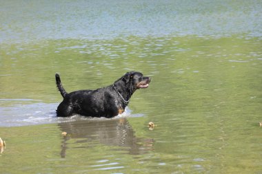 dişi rottweiler bir nehir su içinde ödeme