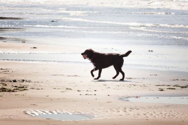 kahverengi labrador kumlu bir plaj üzerinde oynama