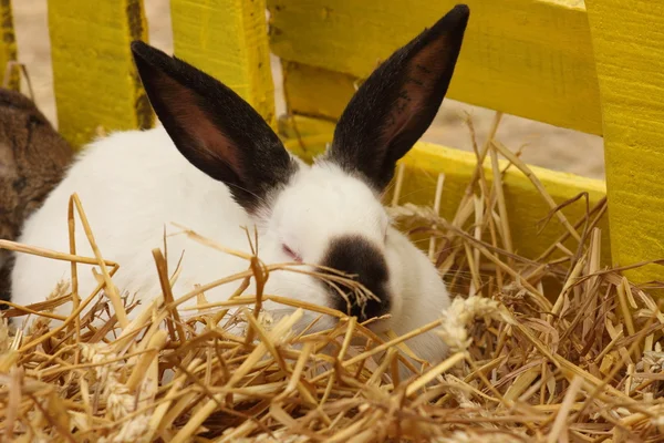 Close-up of a white rabbit farm in the straw — Stock Photo, Image