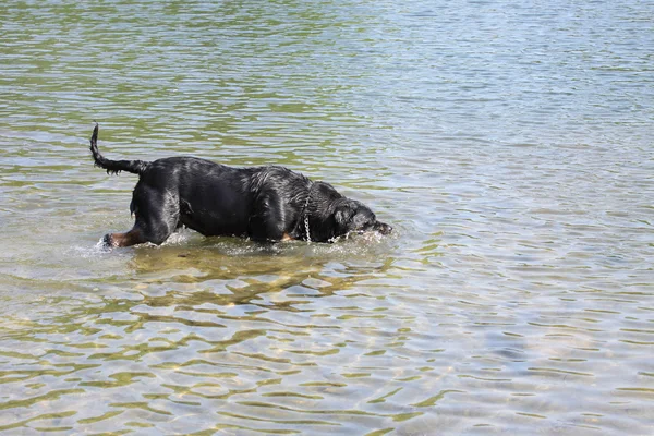 Femelle rottweiler jouant dans l 'eau d' une rivi — Fotografia de Stock