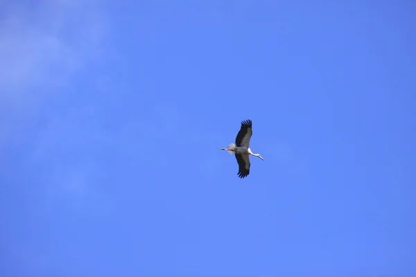 青い空を飛んでいる大型のコウノトリ — ストック写真