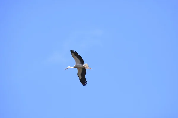青い空を飛んでいる大型のコウノトリ — ストック写真
