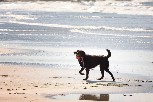 Brązowy labrador gra na plaży — Zdjęcie stockowe