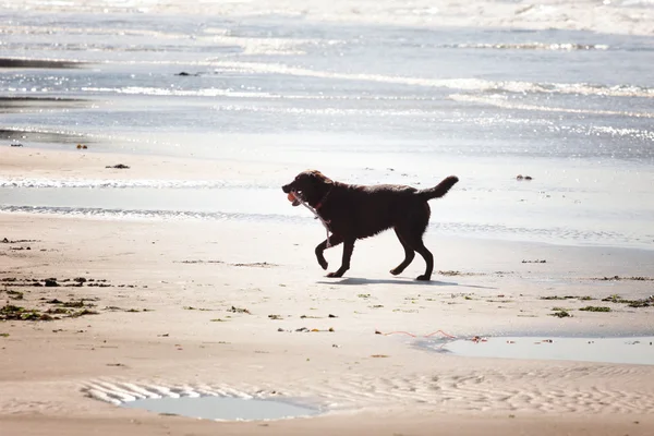 Hnědý labrador hraje na písečné pláži — Stock fotografie