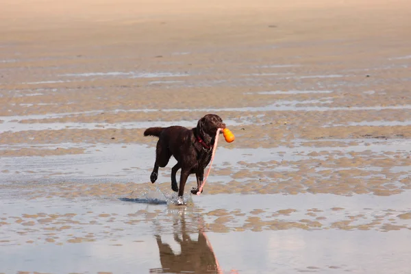 Коричневый лабрадор играет на песчаном пляже — стоковое фото