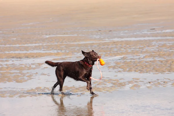Labrador marrom jogando em uma praia de areia — Fotografia de Stock