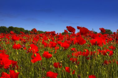 poppies alanları