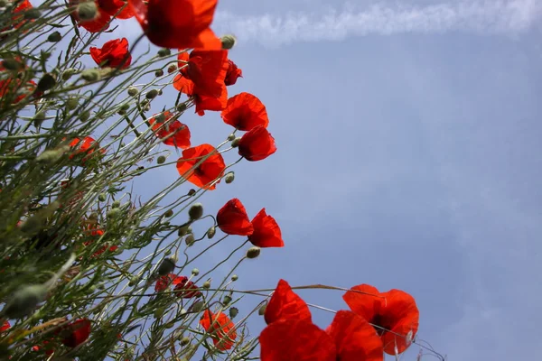 Poppies in perspective against a background of blue sky — Stock Photo, Image