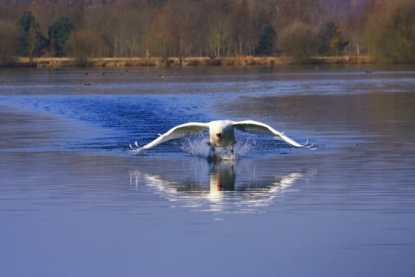 Llegada de un gran cisne macho —  Fotos de Stock