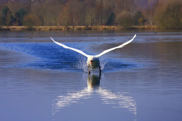 Arrival of a large male swan — Stock Photo, Image