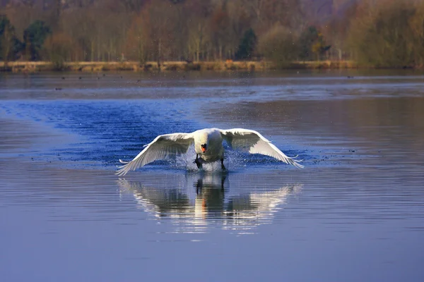 大きな男性白鳥の到着 — ストック写真