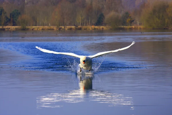Arrival of a large male swan — Stock Photo, Image