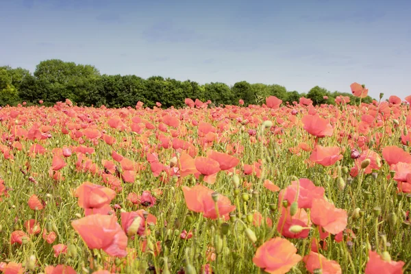 Field of poppies in rose color — Stock Photo, Image