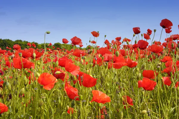 Fields of poppies — Stock Photo, Image