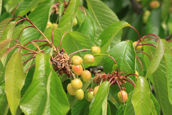 Cherries on branch — Stock Photo, Image