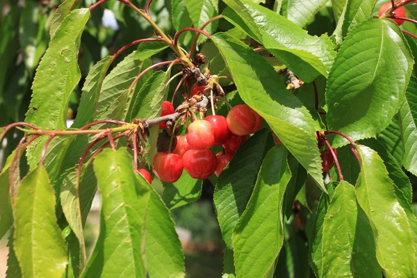 Cherries on branch — Stock Photo, Image