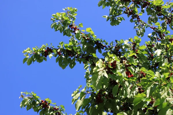 Třešně na větvi — Stock fotografie