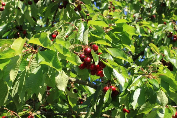 Třešně na větvi — Stock fotografie