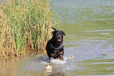 dişi rottweiler bir nehir suda oynamak