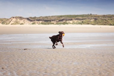 kahverengi labrador kumlu bir plaj üzerinde oynama