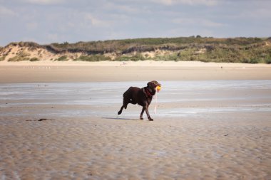 kahverengi labrador kumlu bir plaj üzerinde oynama