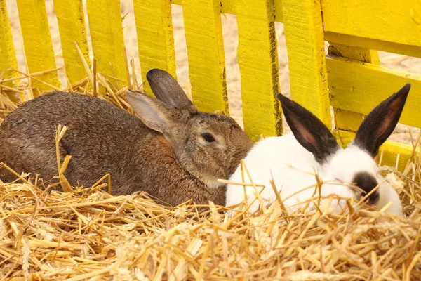 Close-up of a californian rabbit farm in the straw — Stock Photo, Image