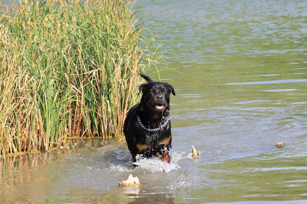 Hembra rottweiler jugando en el agua de un río — Foto de Stock