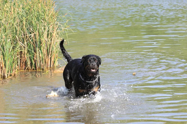 Rottweilerin spielt im Wasser eines Flusses — Stockfoto