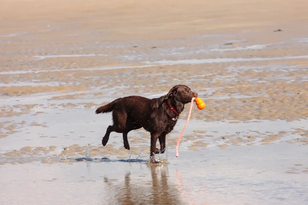 Kahverengi labrador kumlu bir plaj üzerinde oynama — Stok fotoğraf