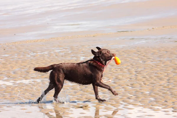 Labrador marrón jugando en una playa de arena — Foto de Stock