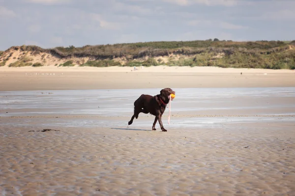 Labrador marrone che gioca su una spiaggia sabbiosa — Foto Stock