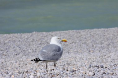 bir martı shingle Plajı portresi