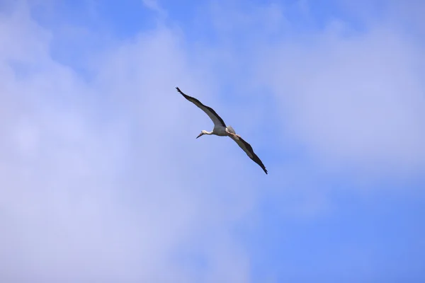Geniş leylek mavi gökyüzünde uçan — Stok fotoğraf