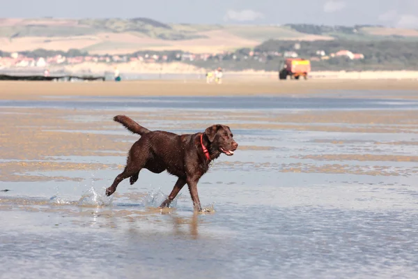 Hnědý labrador hraje na písečné pláži — Stock fotografie
