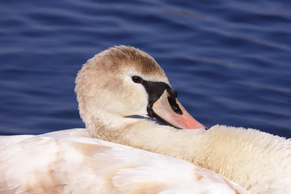 A young mute swan make her toilet. his attitude is soft — Stock Photo, Image
