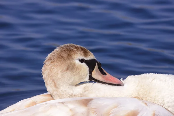 Un cisne mudo joven hace su inodoro. su actitud es suave — Foto de Stock