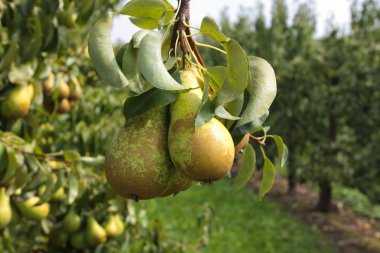 Pear trees laden with fruit in an orchard in the sun clipart