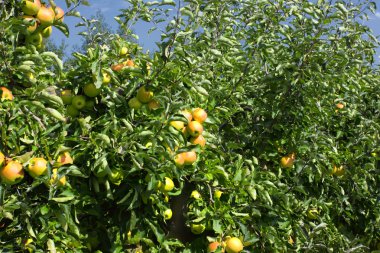 Yaz aylarında yüklü bir orchard elma ile elma ağaçlarının